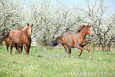 Two quarter horses running in front of flowering trees