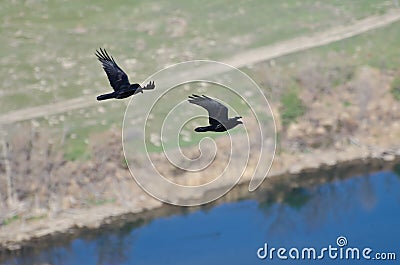 Two Ravens Flying Over the River
