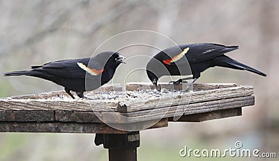 Two Red-winged Blackbirds Royalty Free Stoc