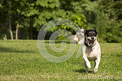 Two running dogs