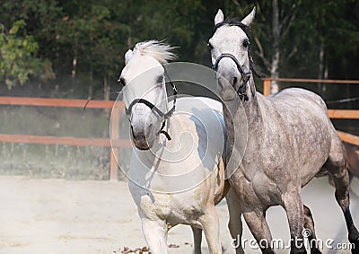 Two running white horse on farm