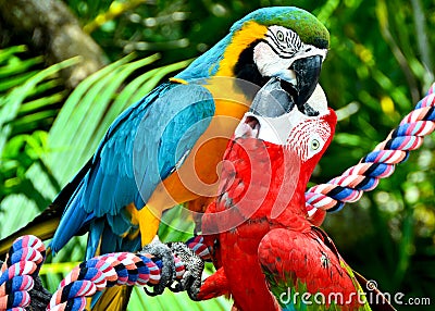 Two Scarlet Macaw Birds Kissing