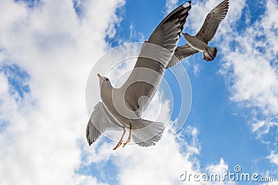 Two seagulls