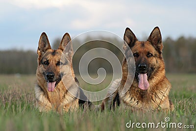 Two Sheep-dogs