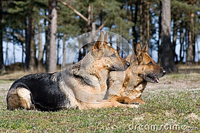 Two Sheep-dogs laying on the grass