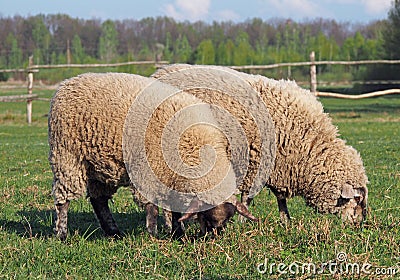 Two sheep grazing on a pasture