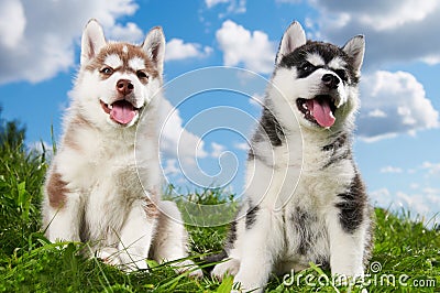 Two Siberian husky puppy dog on grass