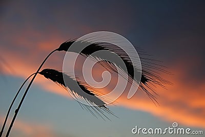 Two silhouette ears against sunset sky