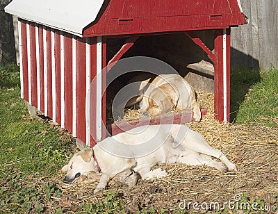 Two sleeping dogs on a farm