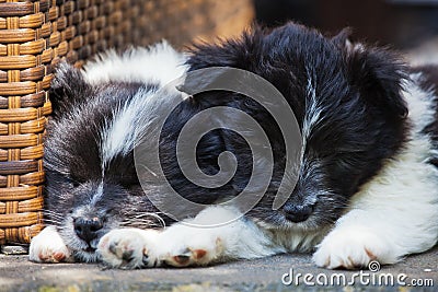 Two sleeping puppies