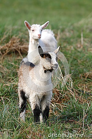 Two small goats