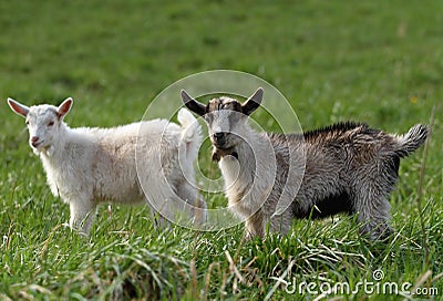 Two small goats