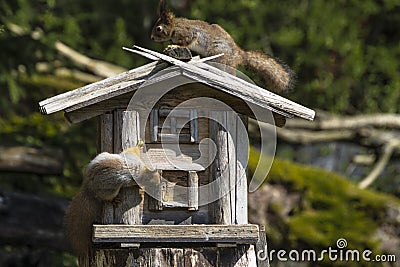 Two squrrel playing at bird feeder