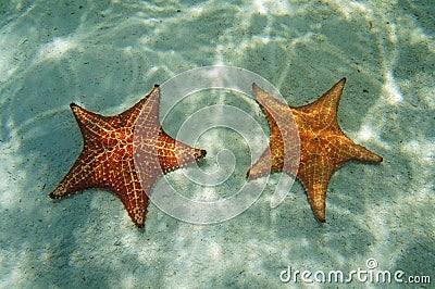 Two starfish underwater with sunlight on the sand
