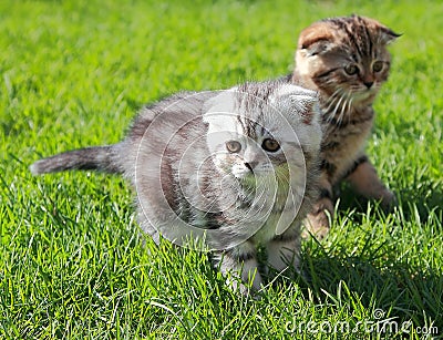 Two striped kitten playing on grass