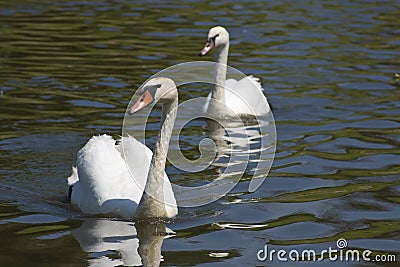 Two swans on river or lake