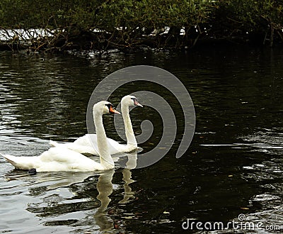 Two Swans Side By Side