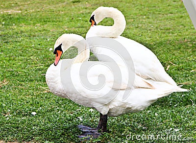 Two swans standing on the grass