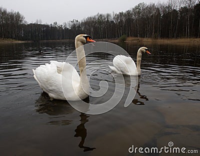 Two swans