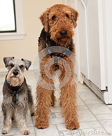 Two terrier dogs standing with silly expressions