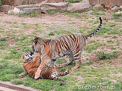 Two Tiger cubs playing