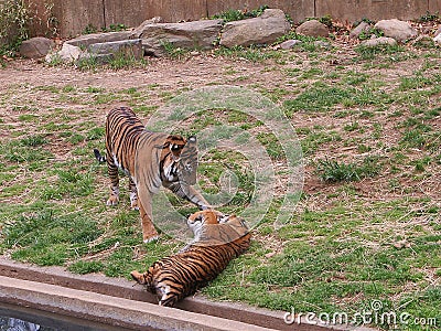 Two Tiger cubs playing