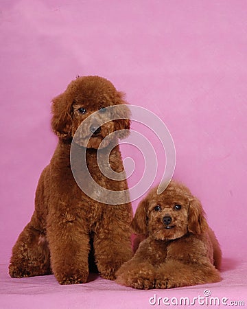 Two Toy Poodles&teddy bear
