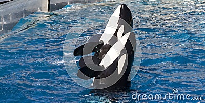 Two Trained Killer Whales