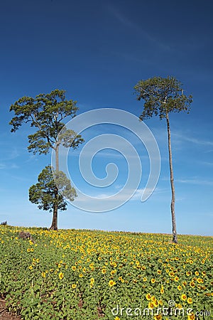 Two tree and sun flower