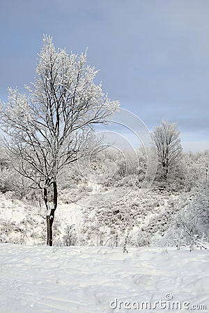 Two trees under frost in winter.
