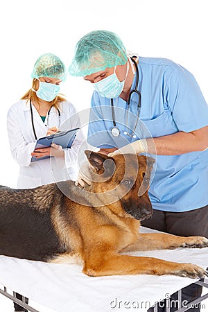 Two vets examining dog