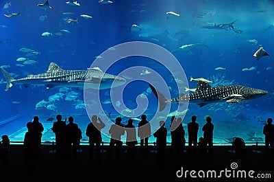 Two whale shark of Okinawa aquarium