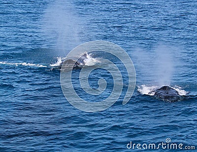 Two whales exhale