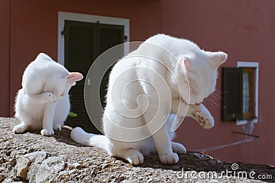Two White Cats Cleaning Their Paw