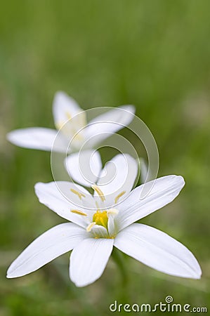 Two white flowers on green grass.