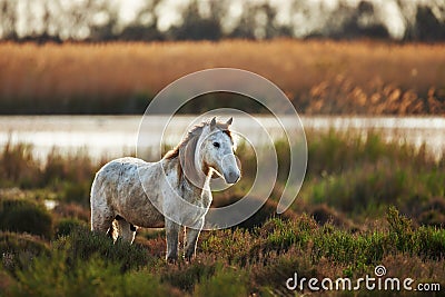 Two white horse of Camargue