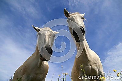 Two white horses