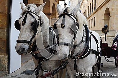 Two white horses