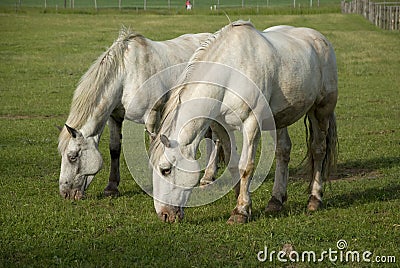 Two white horses on green meadow