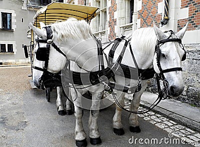 Two white horses harnessed