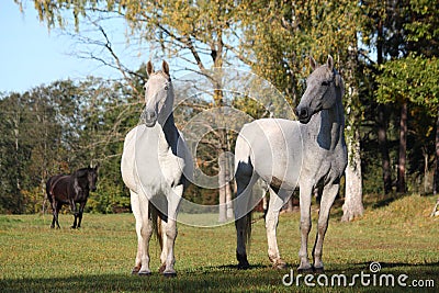 Two white horses at the pasture