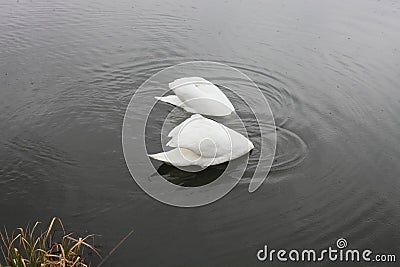 Two white swans stuck their heads in the water