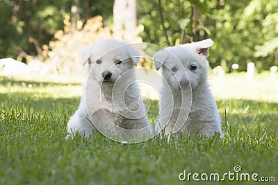 Two White Swiss Shepherds puppies