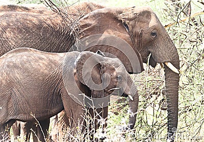 Two wild african elephants eating