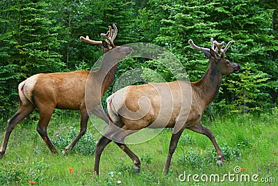 Two wild running deers