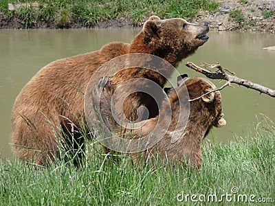 Two Wrestling Grizzly Bears