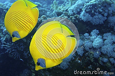 Two yellow fishes