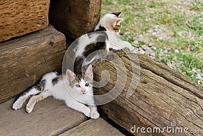 Two young cute little cats