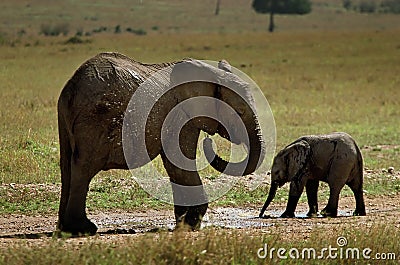 Two young elephants