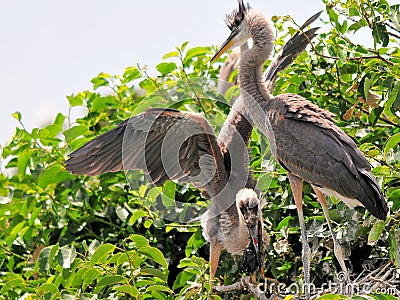 Two young great blue herons with little bird